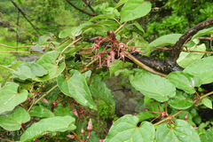 Seshagiria sahyadrica